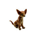 Brown Chihuahua Pup