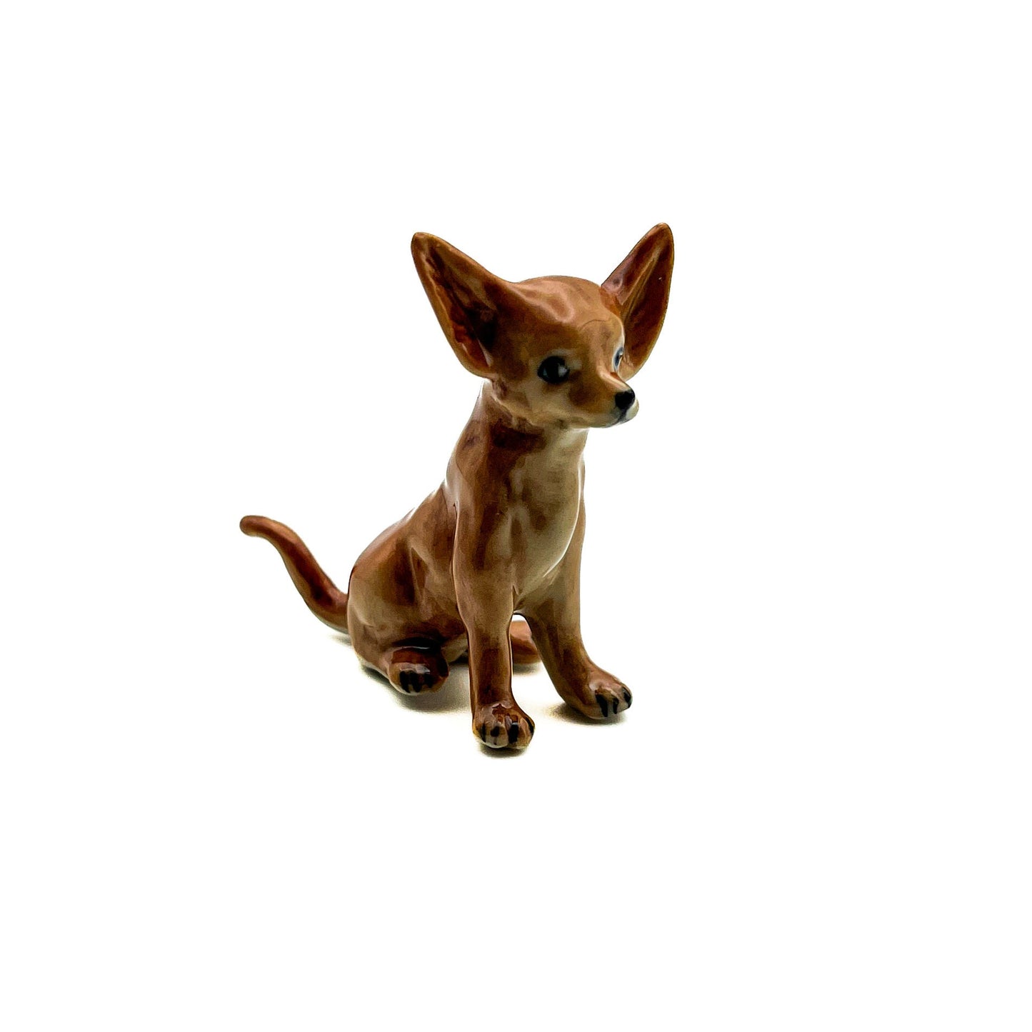 Brown Chihuahua Pup