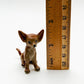 Brown Chihuahua Pup