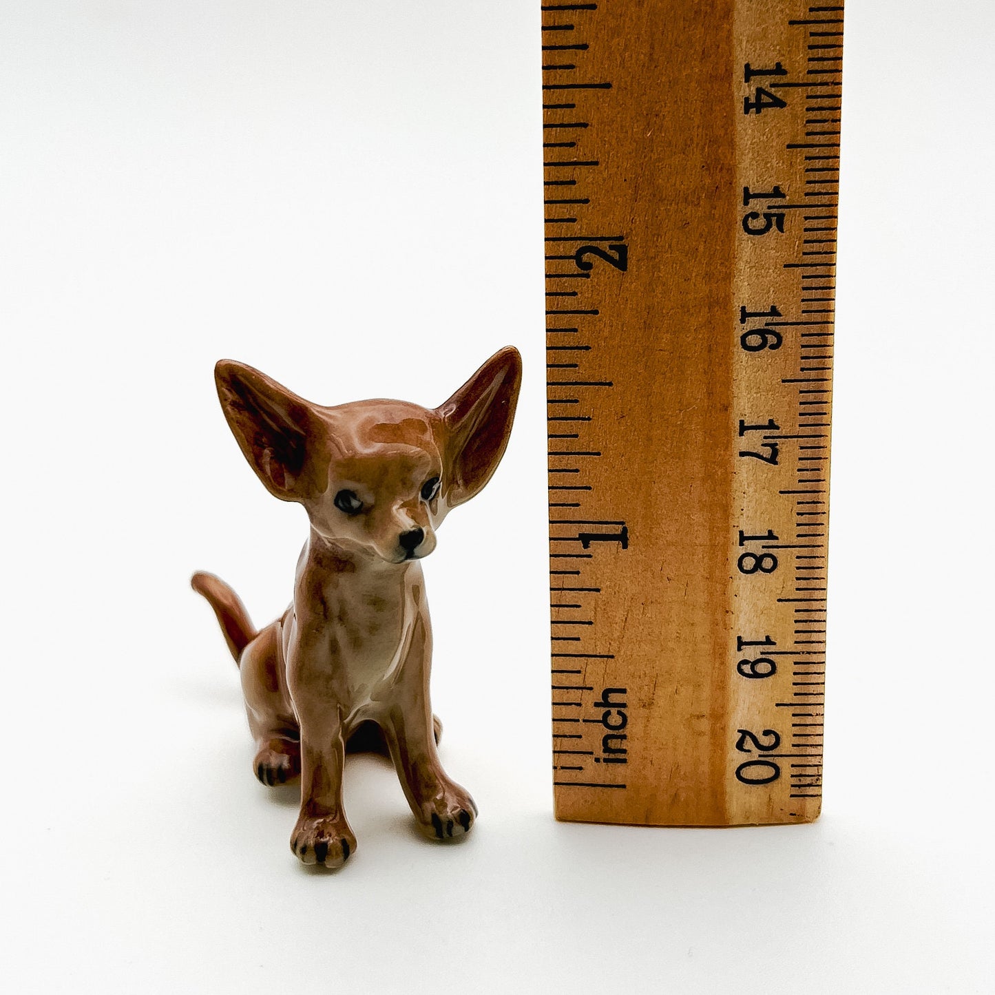 Brown Chihuahua Pup