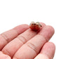 Tiny Sparrow Lovebirds