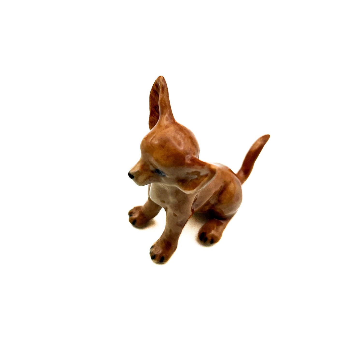 Brown Chihuahua Pup