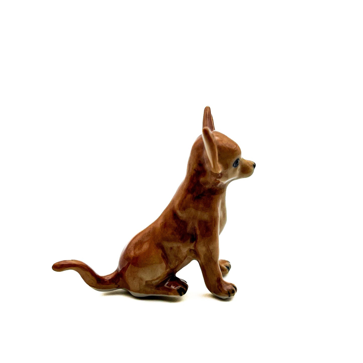 Brown Chihuahua Pup