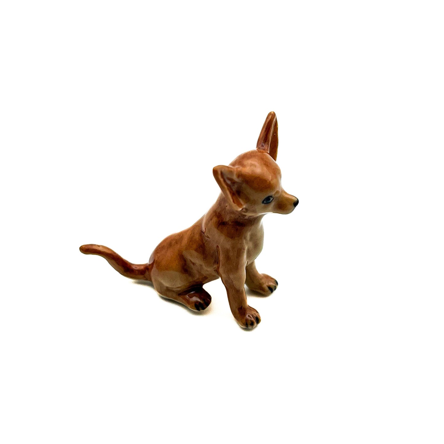 Brown Chihuahua Pup